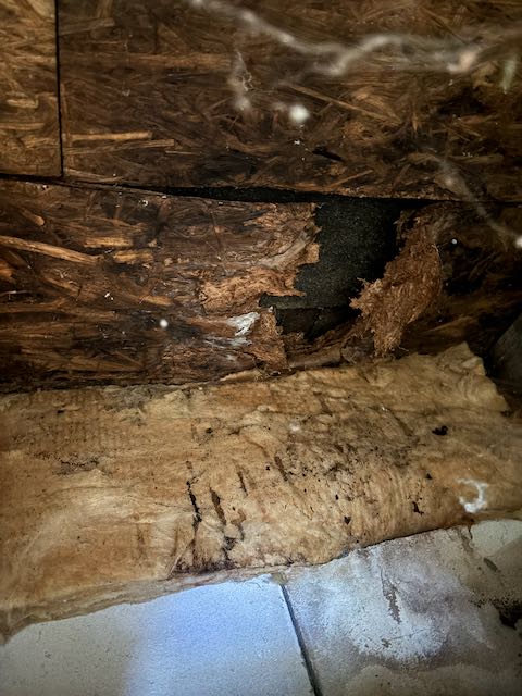 Rigips und Dämmung entfernt