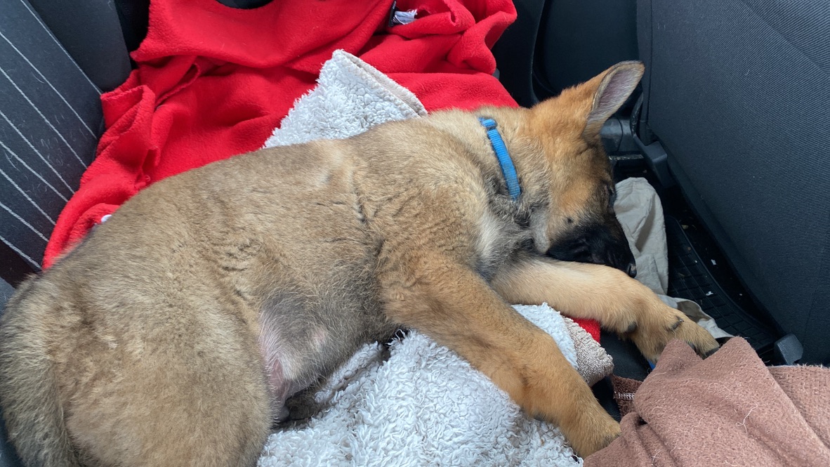 F9D09B2C-1E13-489D-B2D7-08ED6D9D7C91_1_105_c